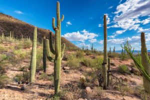 Saguaro Cactus in Peoria, AZ - Marie Shafer Realtor - Homes for Sale Peoria, AZ - Real Estate Expert Saguaro Cactus in Peoria, AZ - Marie Shafer Realtor - Homes for Sale Peoria, AZ - Real Estate Expert