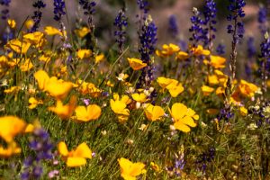 Mexican Poppies in Peoria, AZ - Marie Shafer Realtor - Homes for Sale Peoria, AZ - Real Estate Expert Mexican Poppies in Peoria, AZ - Marie Shafer Realtor - Homes for Sale Peoria, AZ - Real Estate Expert